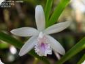 Laelia lundii coerulea